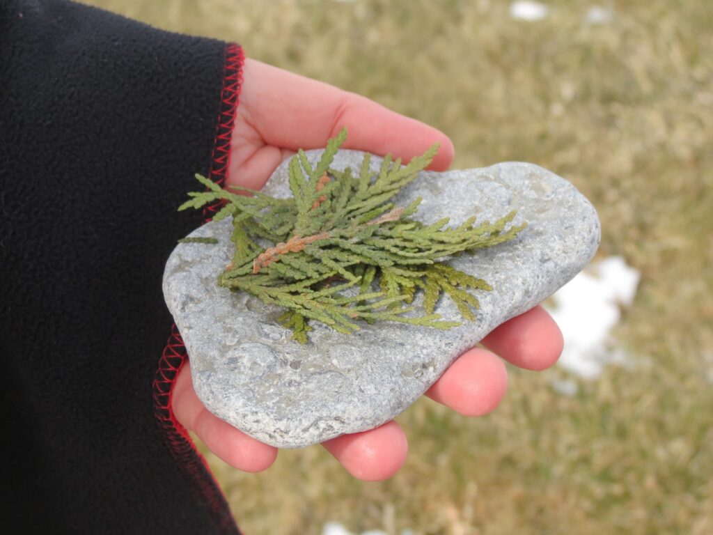 “There are many medicines used by First Nations across Canada.​ One of them is cedar.”