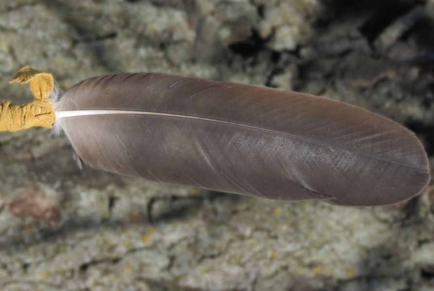 Talking [Eagle] Feather.