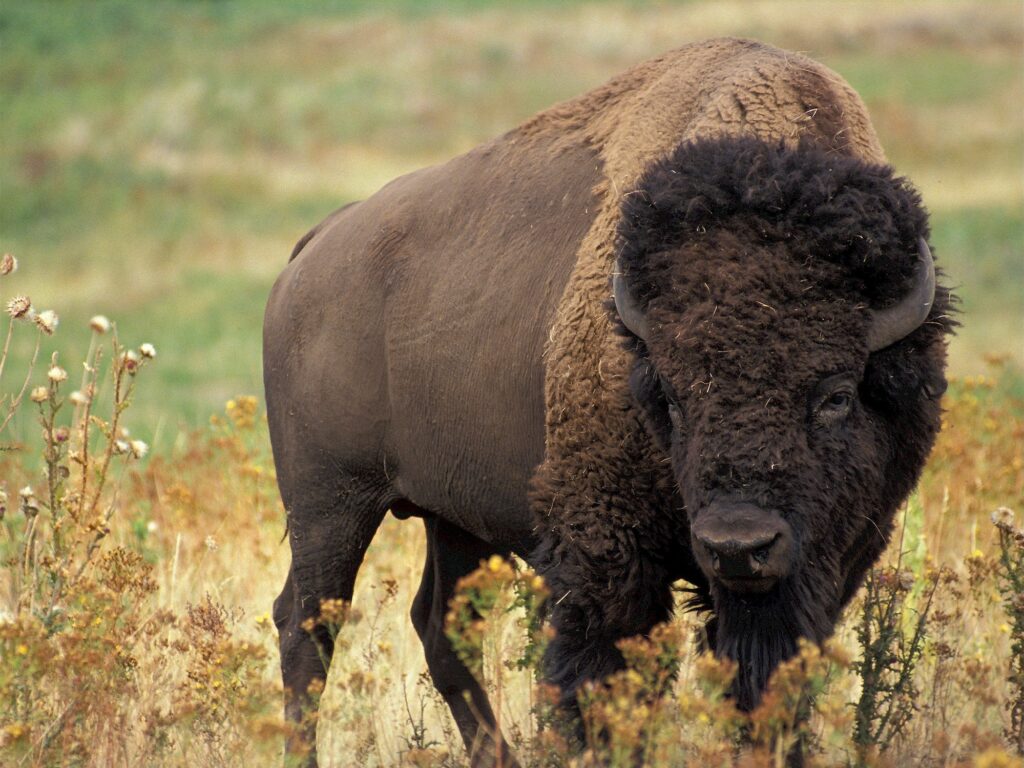 Almost hunted to extinction, the buffalo—like the ceremonies that were outlawed—and the relationship they share are making their way back to our people and communities. The taking of a buffalo in itself is a ceremony that is celebrated and honoured by First Nations. 