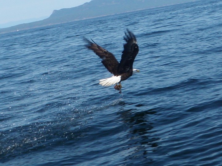 Eagles are very significant to First Nations and there are many stories and legends about the eagle.